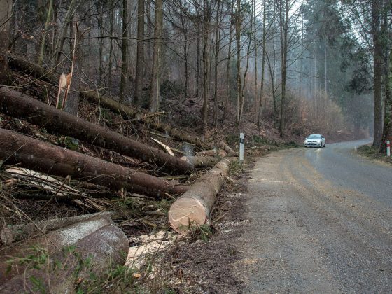 Upozornění – nutnost údržby dřevin podél silnice